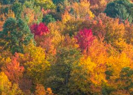 Fall Colors